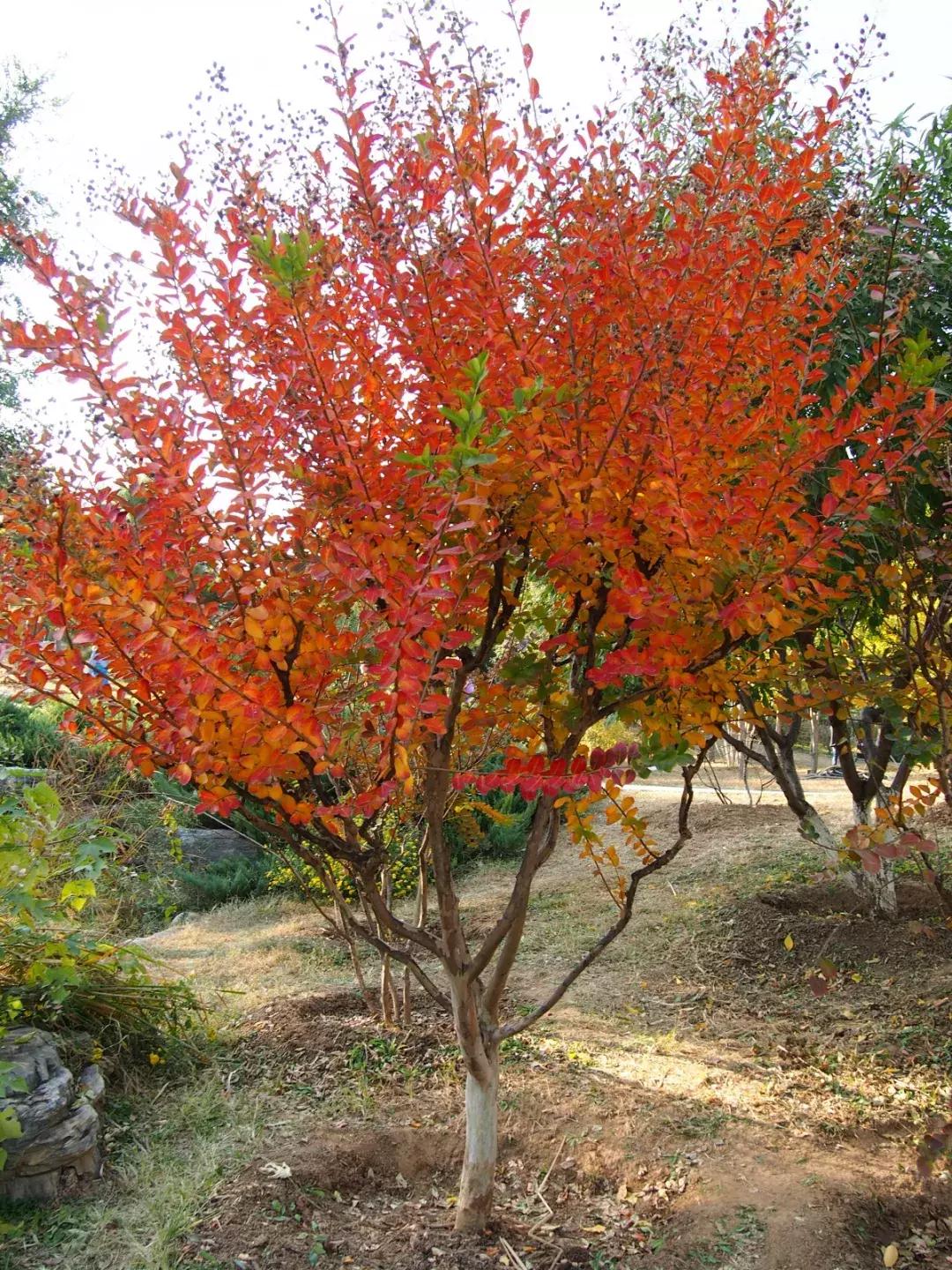 西山森林公园秋季爬山攻略,秋天西山国家森林公园