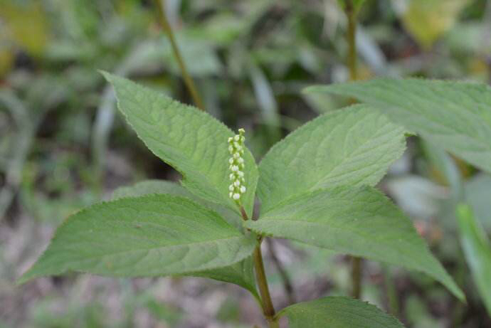 中药材药性及功效,及己药用功效