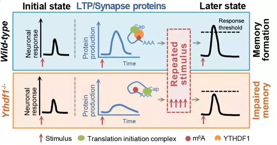 切除阑尾与pd关系,切阑尾怀疑肿瘤