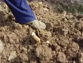 山药种植技术秘密,佛手山药和佛掌山药哪个营养好