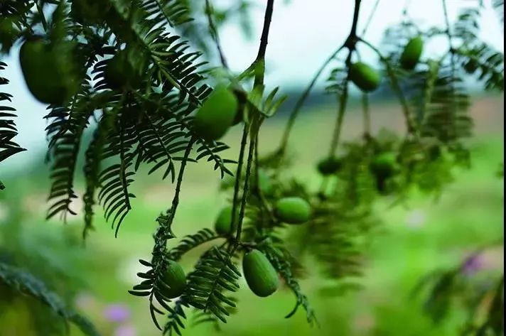 钱江新城后花园规划图,杭州钱江新城足球场