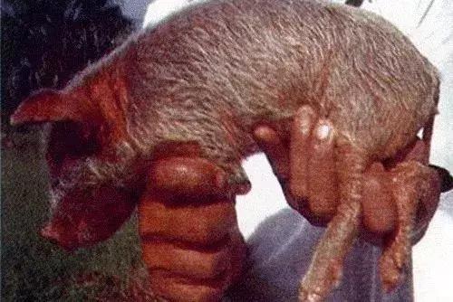 小猪身上出油是怎么回事,小猪身上掉皮是怎么回事