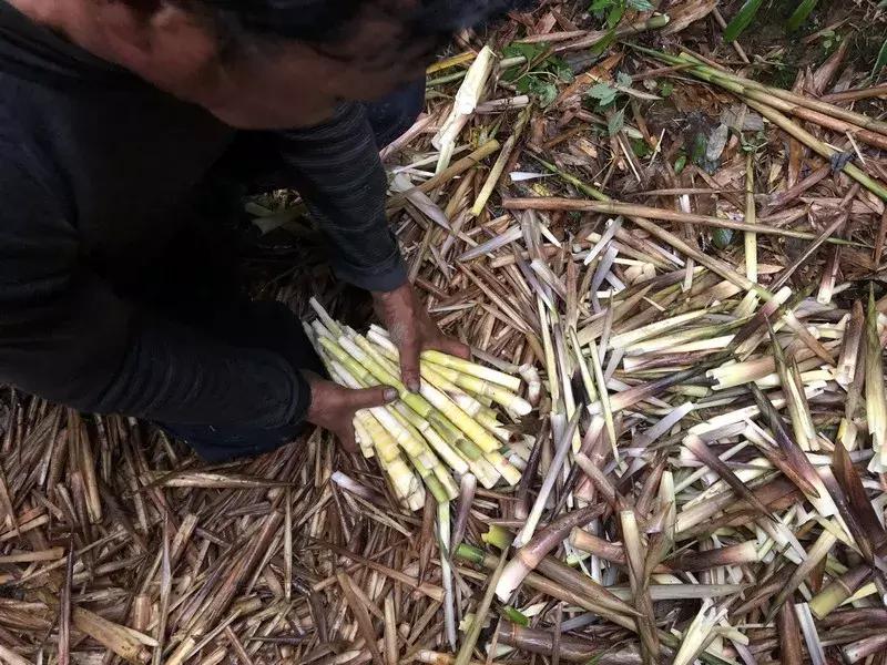 新鲜龙须笋的家常做法,龙须笋的正确食用方法