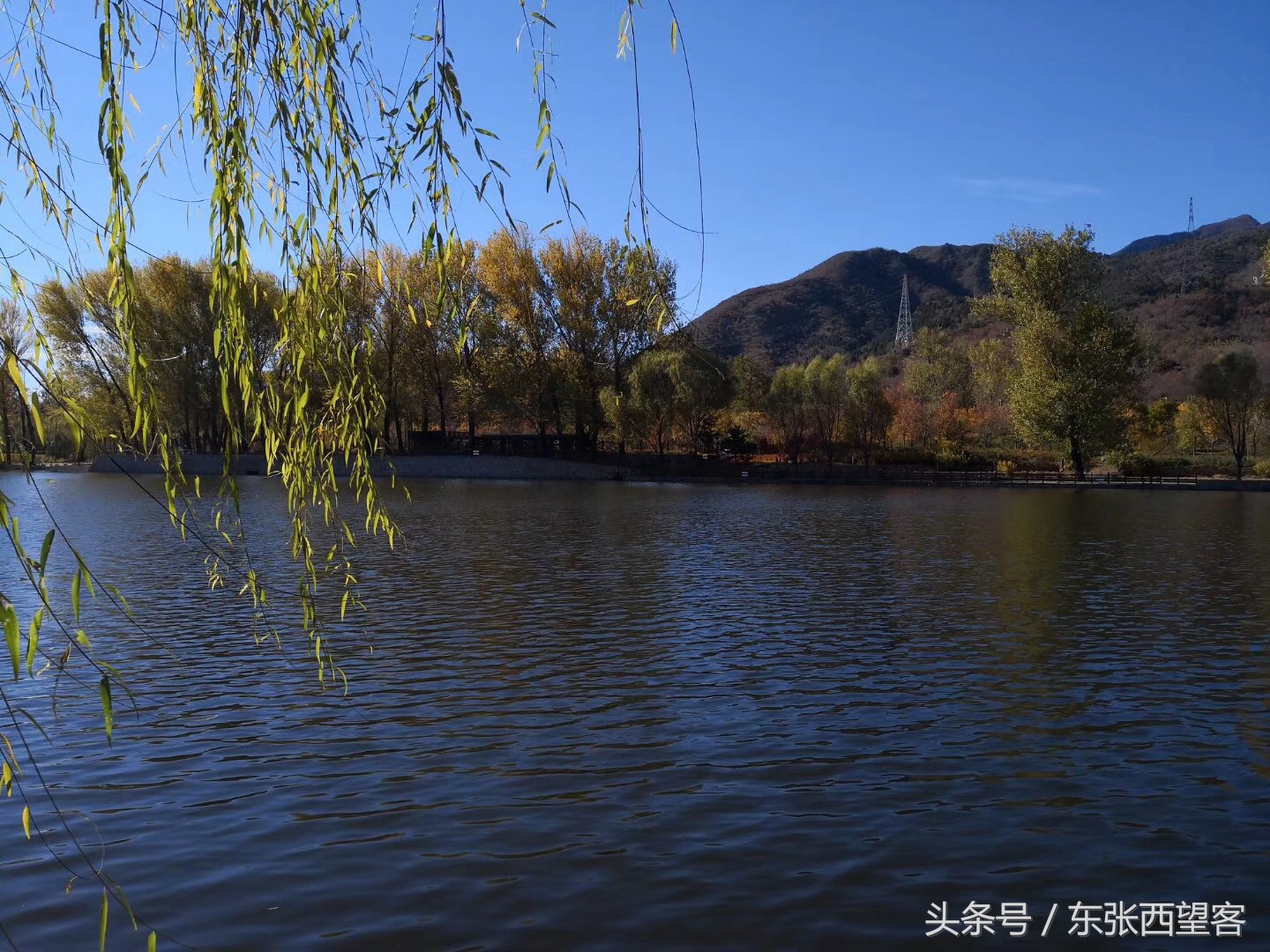 七绝碧水垂柳,垂柳诗句七绝