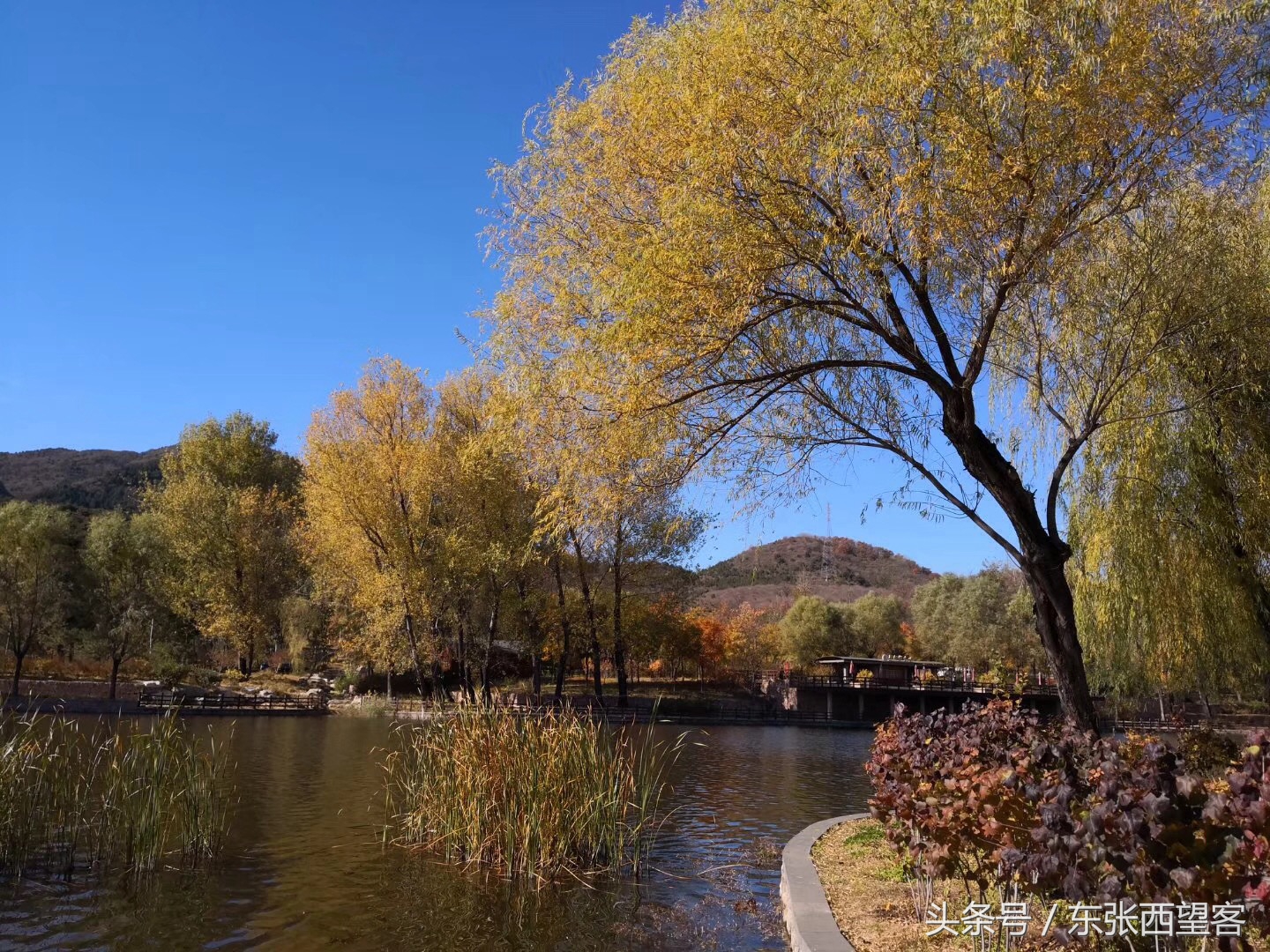 垂柳七绝图片,湖边垂柳七绝