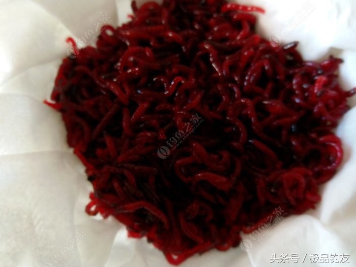 野钓红虫颗粒使用方法,冬季红虫野钓鲫鱼技巧