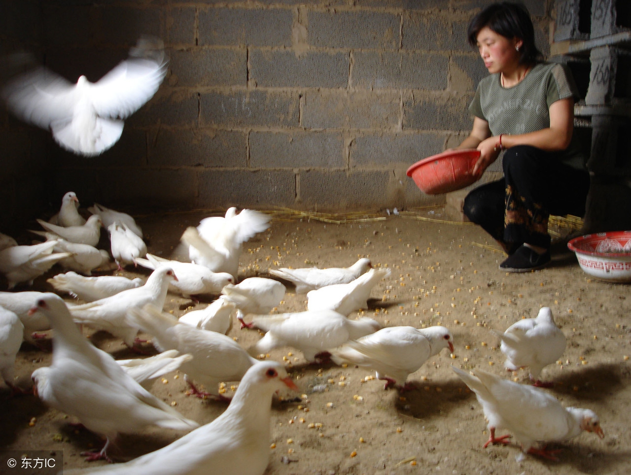 养鸽子能赚钱吗,阳台怎么养鸽子