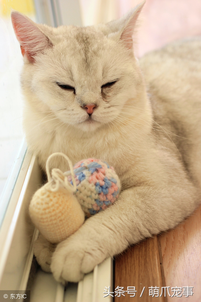 让铲屎官感到害怕的事,铲屎官头疼的猫