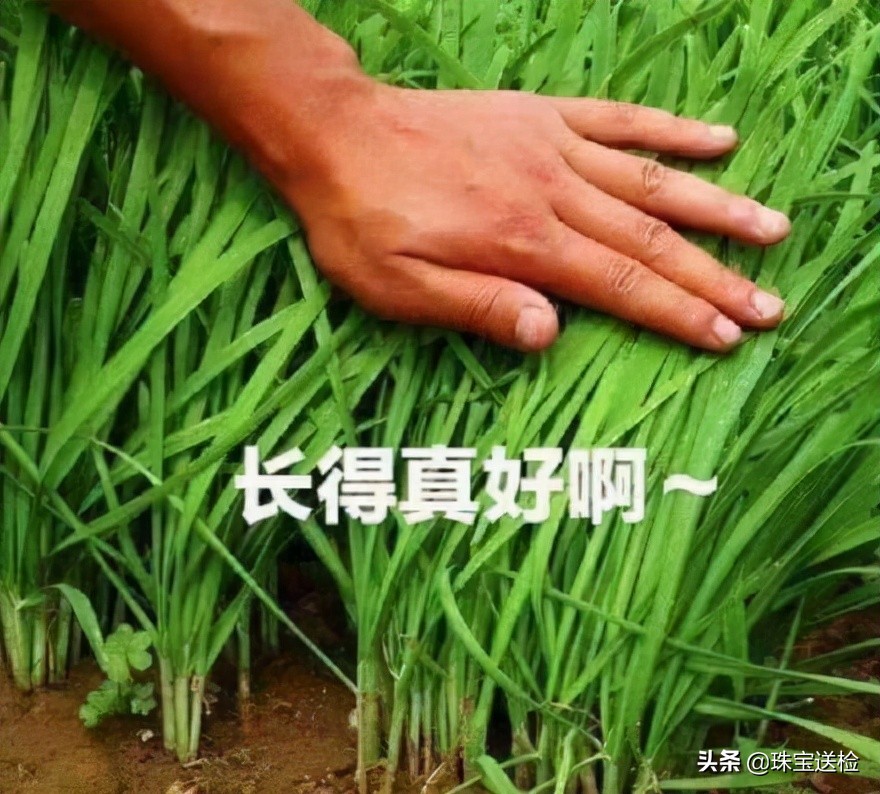 可可香奈儿盲盒,香奈儿盲盒回头率