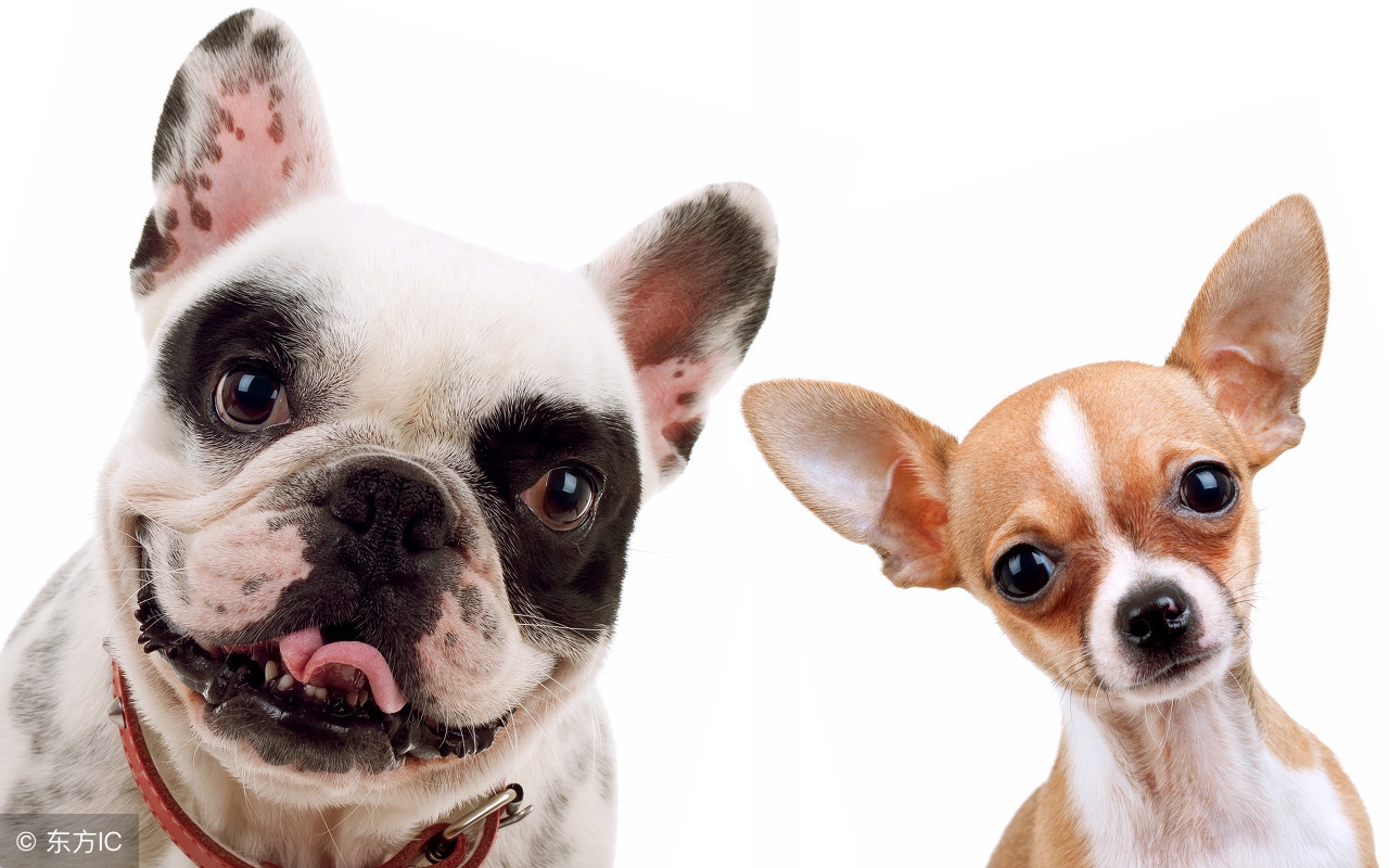 狗身上掉毛皮屑怎么办,狗身上掉毛皮肤还变黑咋回事