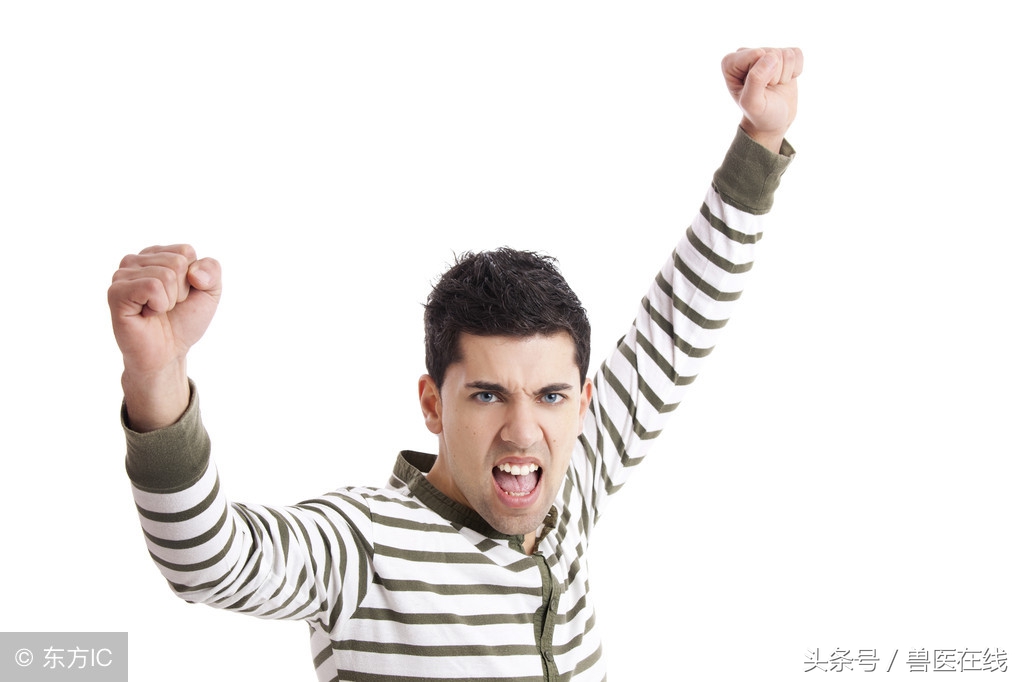 养猪高热怎么治疗,如何解决养猪断针问题