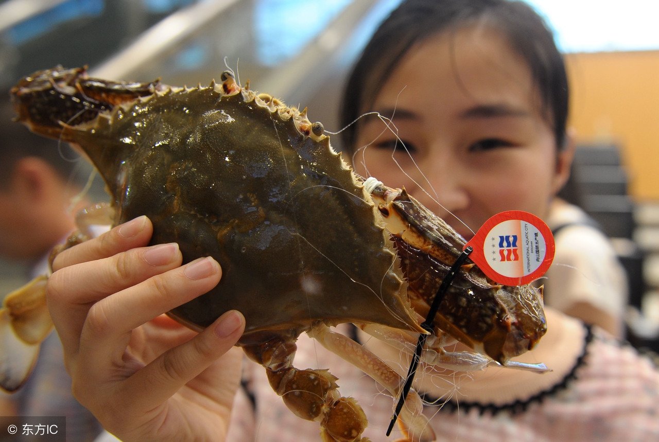 如何判断梭子蟹是否为海捕,梭子蟹怎么挑有黄还是没黄