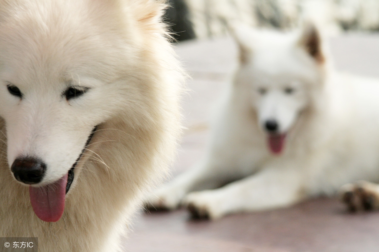 狗狗吃了石子会拉出来吗,狗狗为什么会吃石头