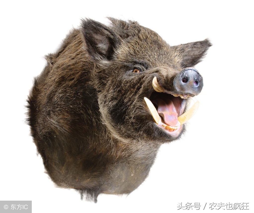 公野猪和母野猪的战斗力,农村野猪有天敌吗