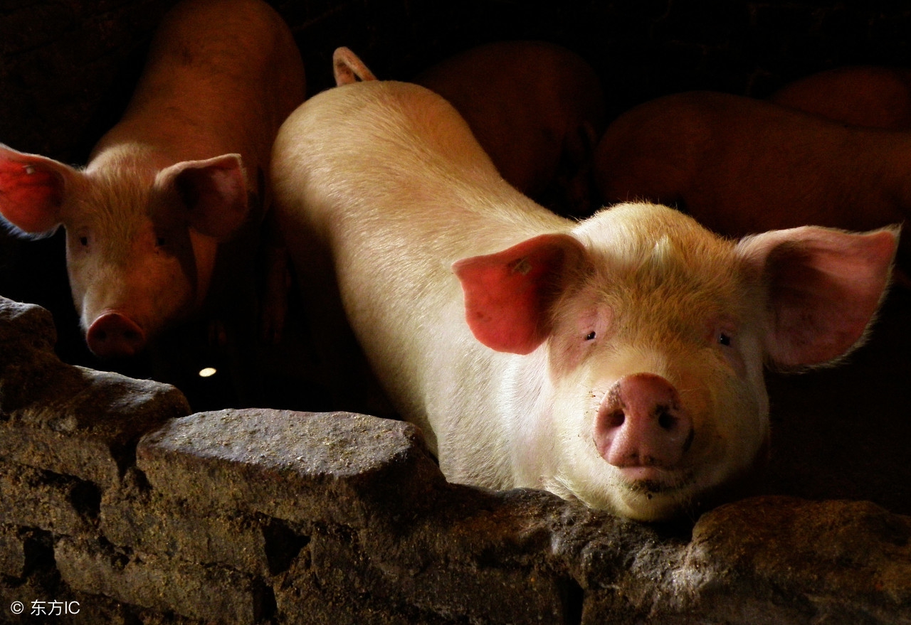 养殖业未来的风口在哪里,养殖行业该何去何从