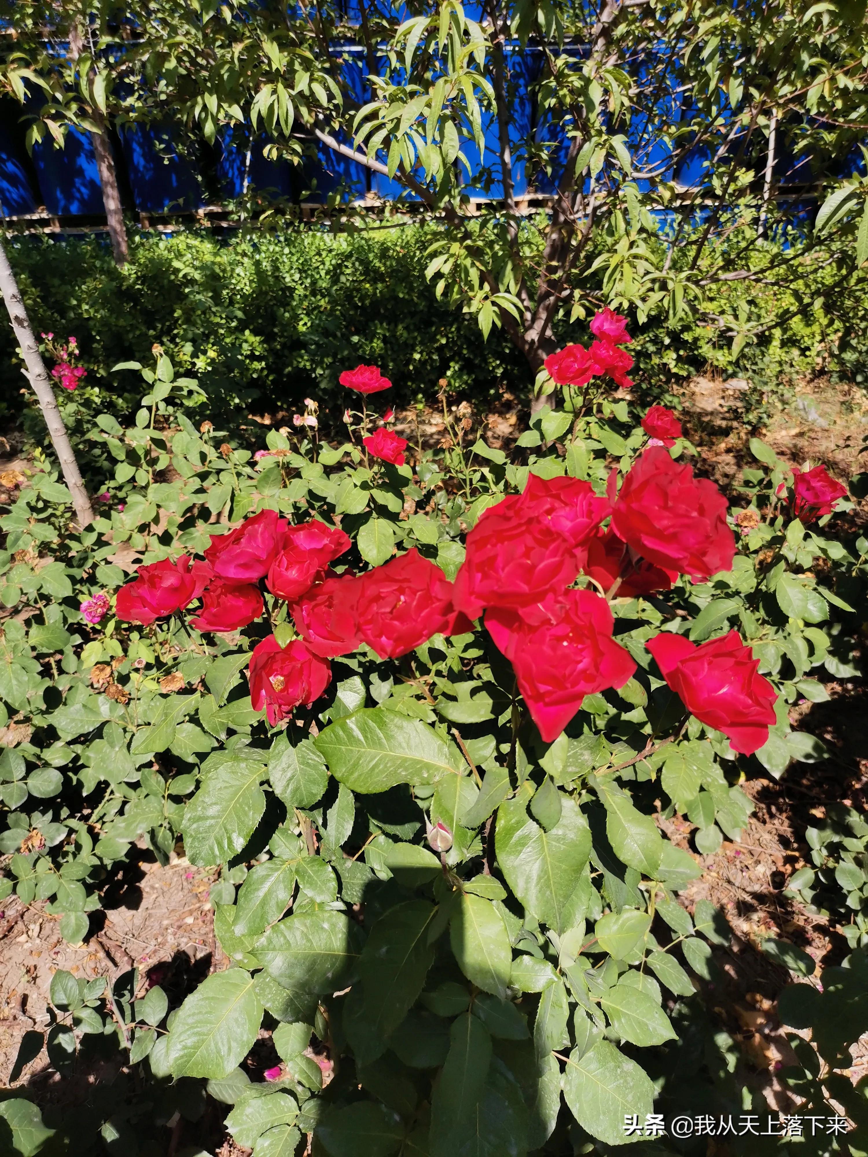 100张花朵美图,100张花图片大全