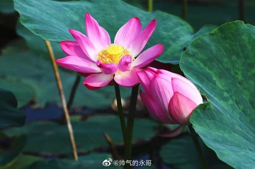 落入凡间的性感天使，36岁香消玉殒