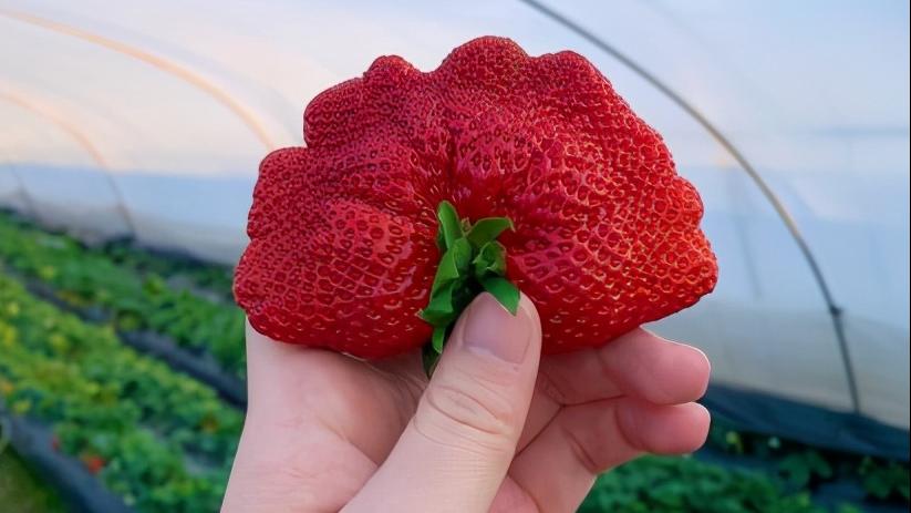 上海比较好的草莓园,上海名优草莓值得推荐