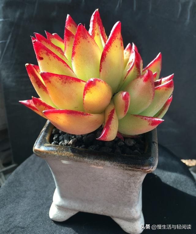 慢生活轻小说免费阅读,慢生活轻阅读