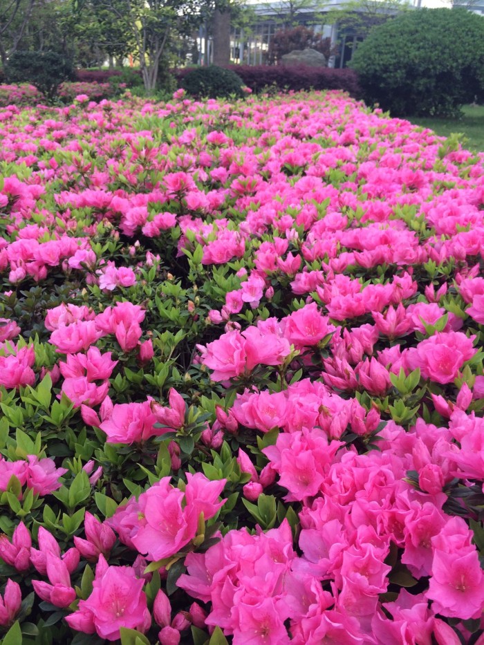 绿化带常见植物名称及图片,100种绿化带或路边常见的花草