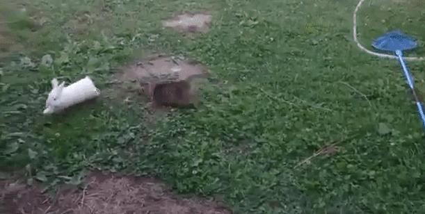 能不能养宠物鼠狗兔猫,能不能养宠物鼠猫狗呢