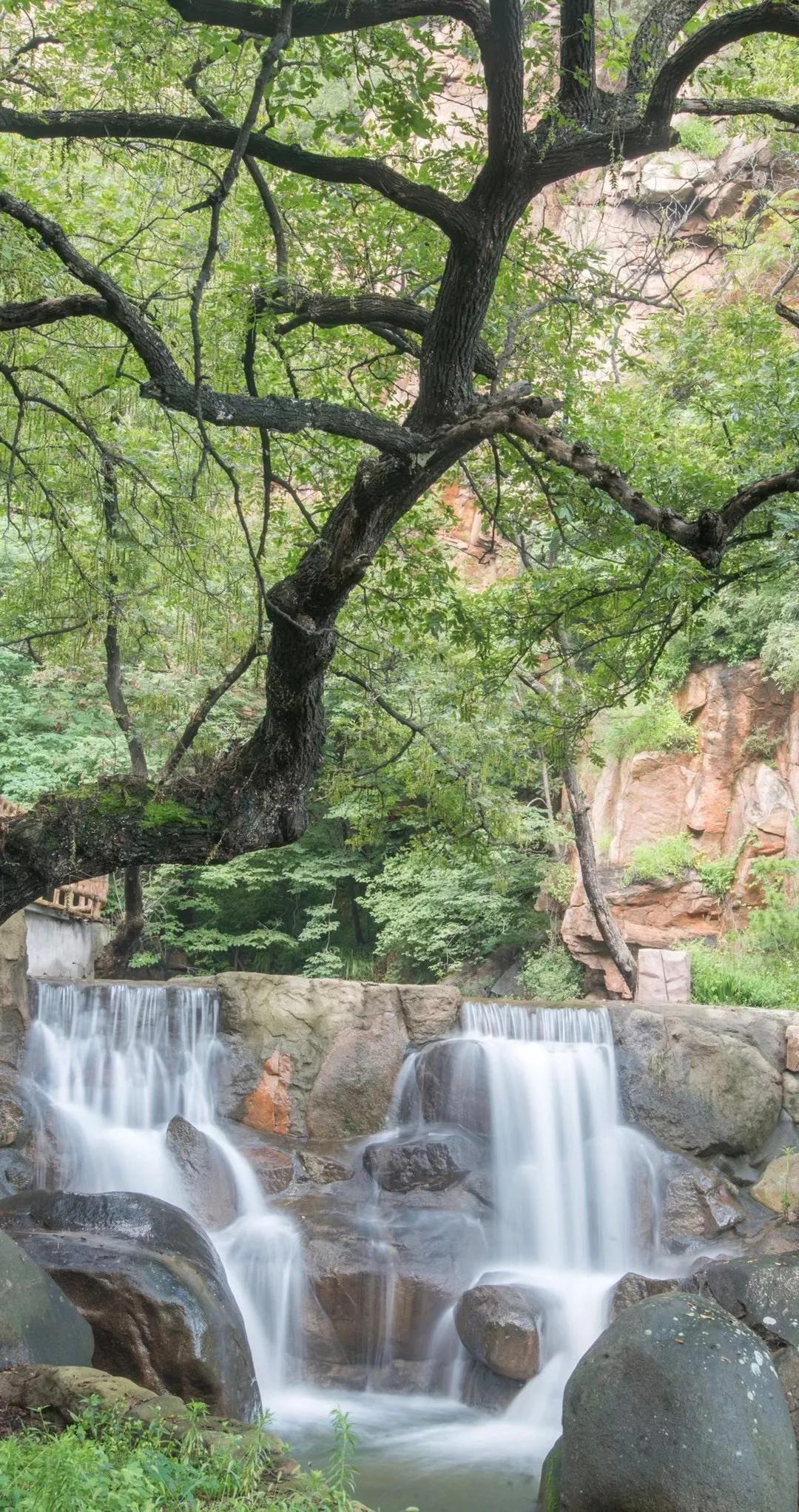 济南又添新避暑地!这处藏着雨林瀑布的“绿野仙踪”带你一秒穿越热带国度!