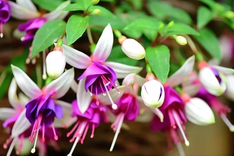 花朵颜值特别高的盆栽倒挂*钟金**，夏天容易挂掉，有什么办法挽救？