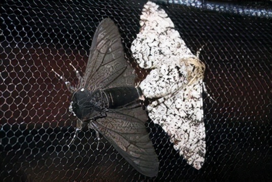 达尔文进化论难道真的错了吗,达尔文晚年质疑进化论了吗