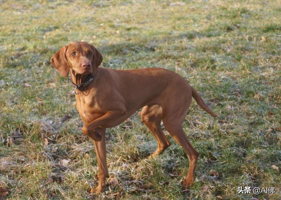 最古老的十大犬种,犬种历史的起源