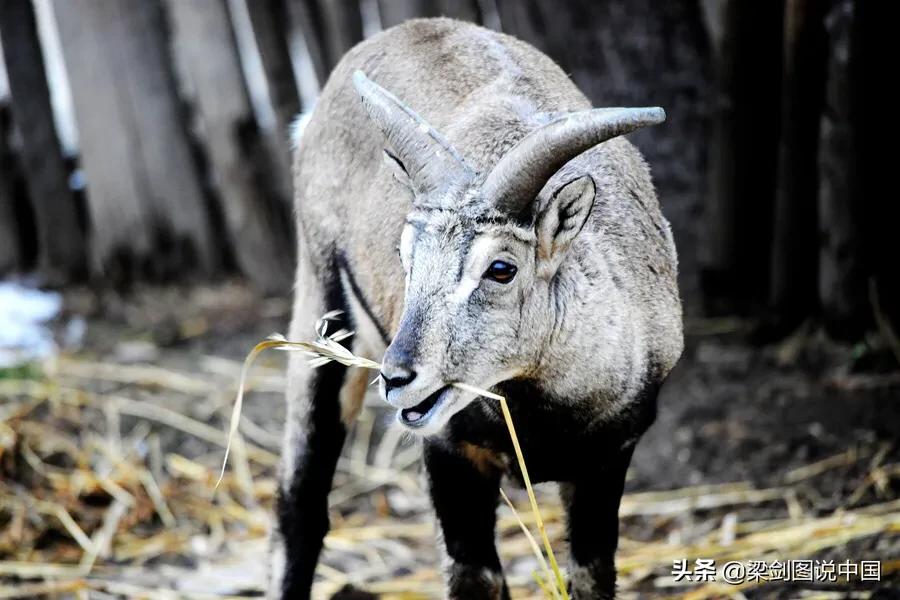 禁止野生动物保护环境人人有责,保护生态环境禁止野生动物上餐桌