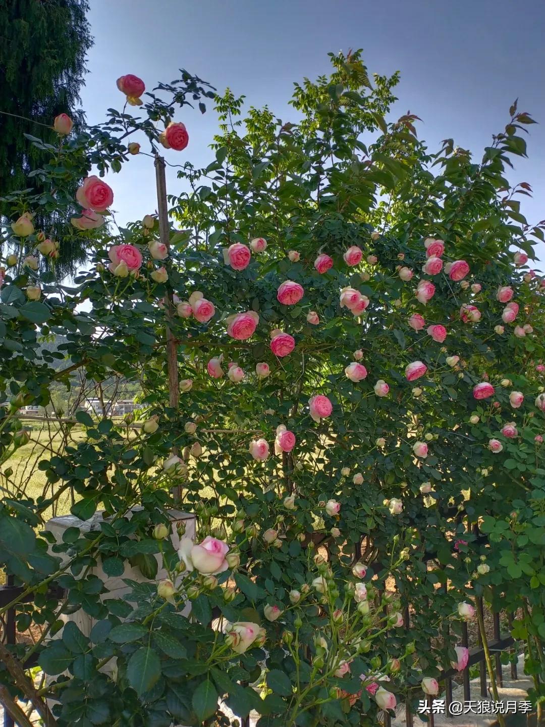 花友家的春花都开爆爆爆了，快来云赏花！（上）