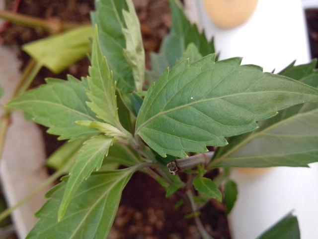 植物叶片有黑色颗粒状的虫子,家里养的植物招虫子