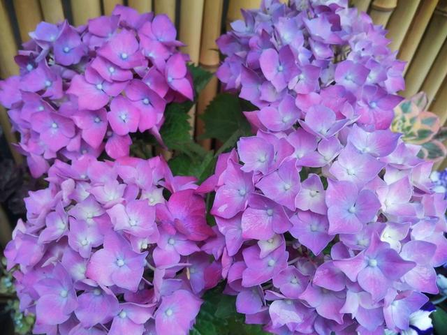 不止因为病虫害，这些原因也可能导致绣球挂掉，但是可以挽救