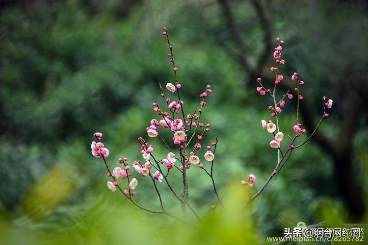 南京梅花山梅花开了吗,来南京梅花山赏梅花