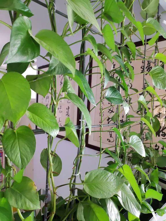 一盆绿萝就能让房子洋气到不行,绿萝改造大房子