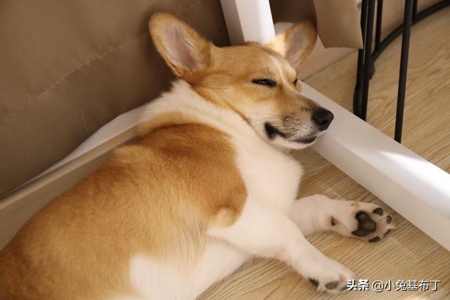 狗狗挑食不吃狗粮怎么办搞笑视频,狗狗天天不喝水