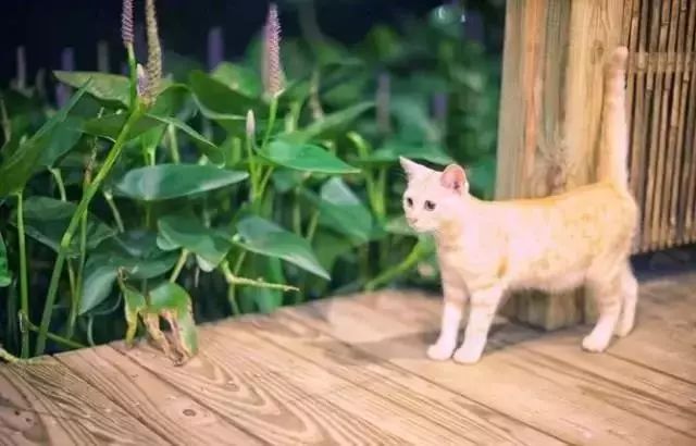 全国首家七星宠物度假酒店,最豪华的宠物酒店