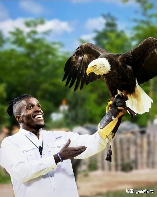 英超球队标志都是什么,英超热刺标志