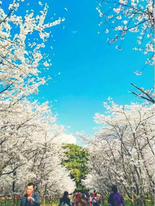 去日本观赏樱花最佳去哪个岛,去日本观赏樱花可能去什么岛