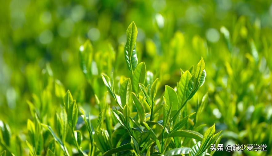 茶叶如何引流和推广销售,卖茶叶的店铺如何引流吸引顾客