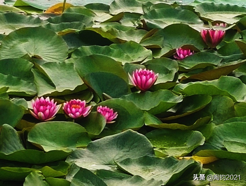 33幅荷花摄影作品欣赏,荷花摄影欣赏大全