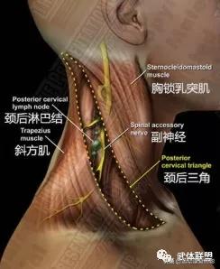 沉肩的时候肩胛骨下角翘起怎么办,肩胛骨翘起真的可以改善吗