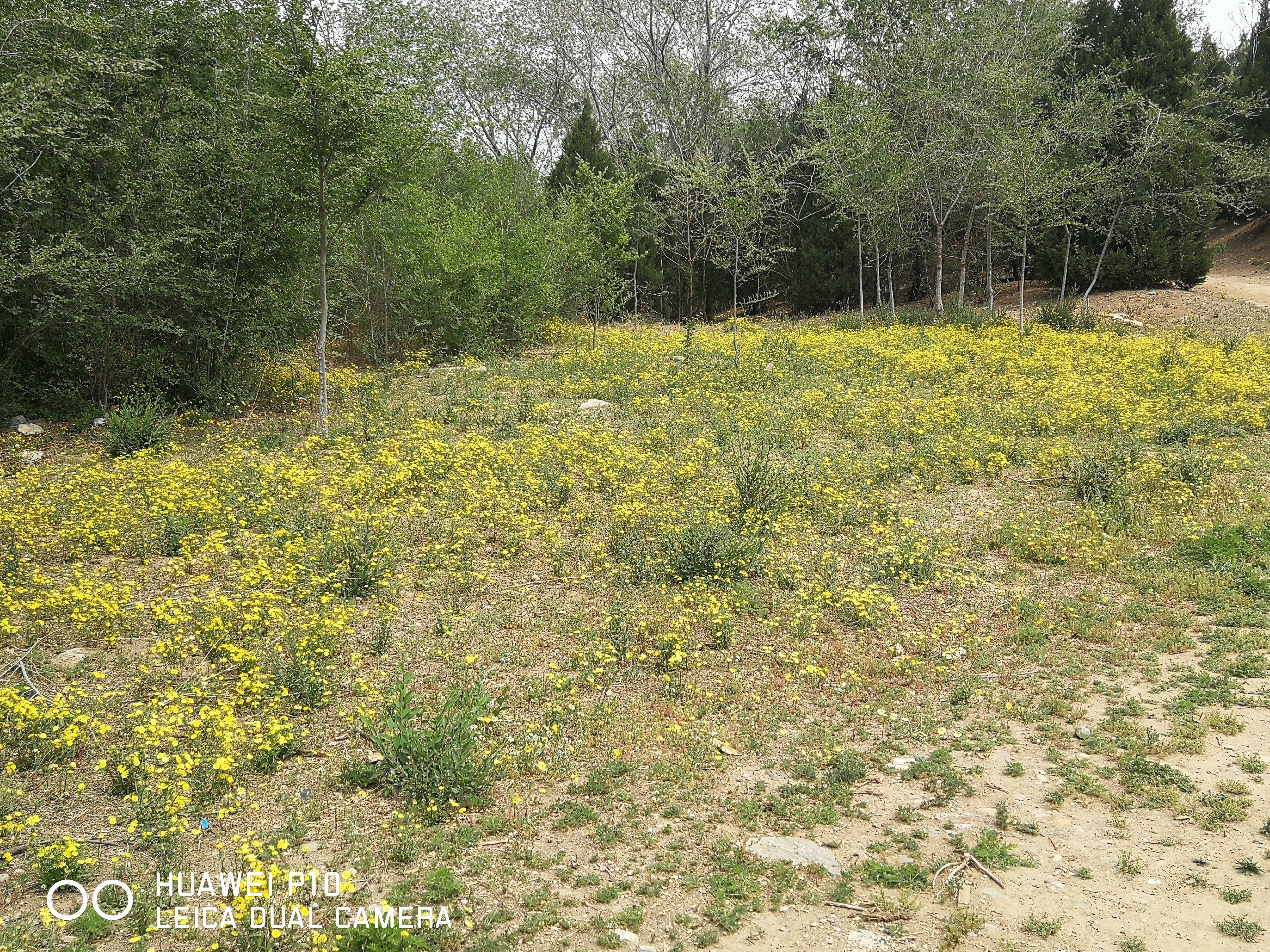 北京油菜花田风景,北京田村油菜花海全攻略