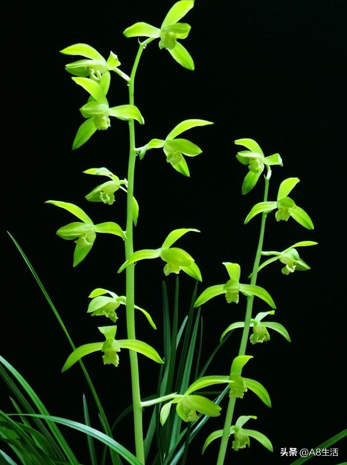 兰花蕙兰十大名品,蕙兰名品大全欣赏