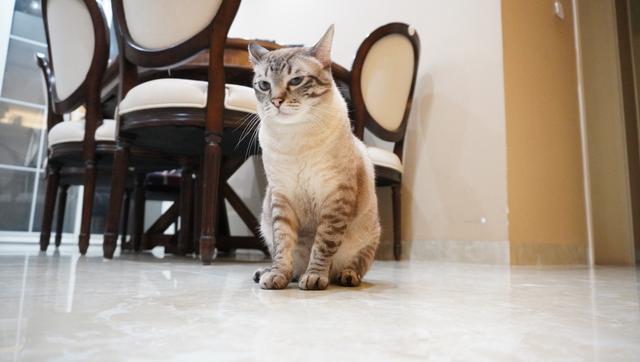 有多少人养猫，头都大了？简述一下我的养猫历程