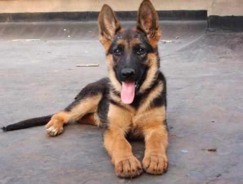 宠物狗大全免费观看,什么狗最好养又听话又聪明大型犬