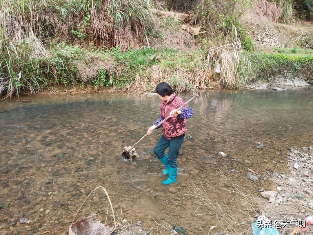 【满意在三明】清沟扫地摆整齐，大田掀起人居整治热潮