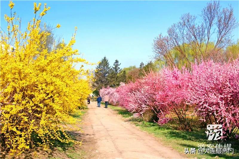 辽宁踏青赏花地点推荐,辽宁春游踏青赏杜鹃花