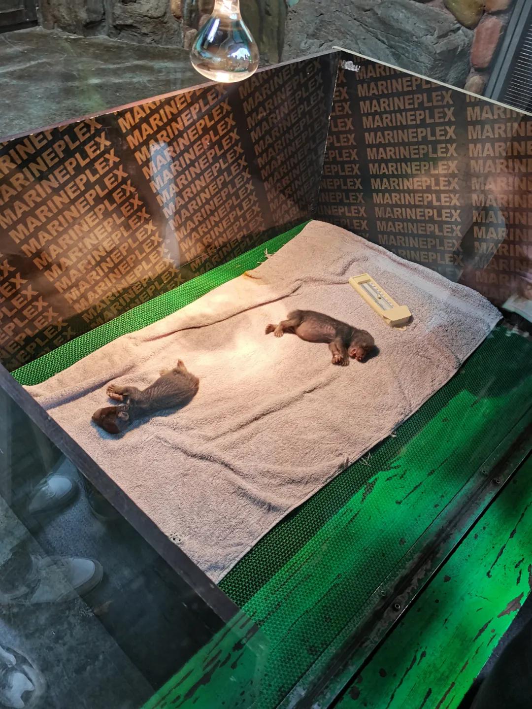 上海野生动物园旅游攻略路线推荐,上海野生动物园旅游攻略50字