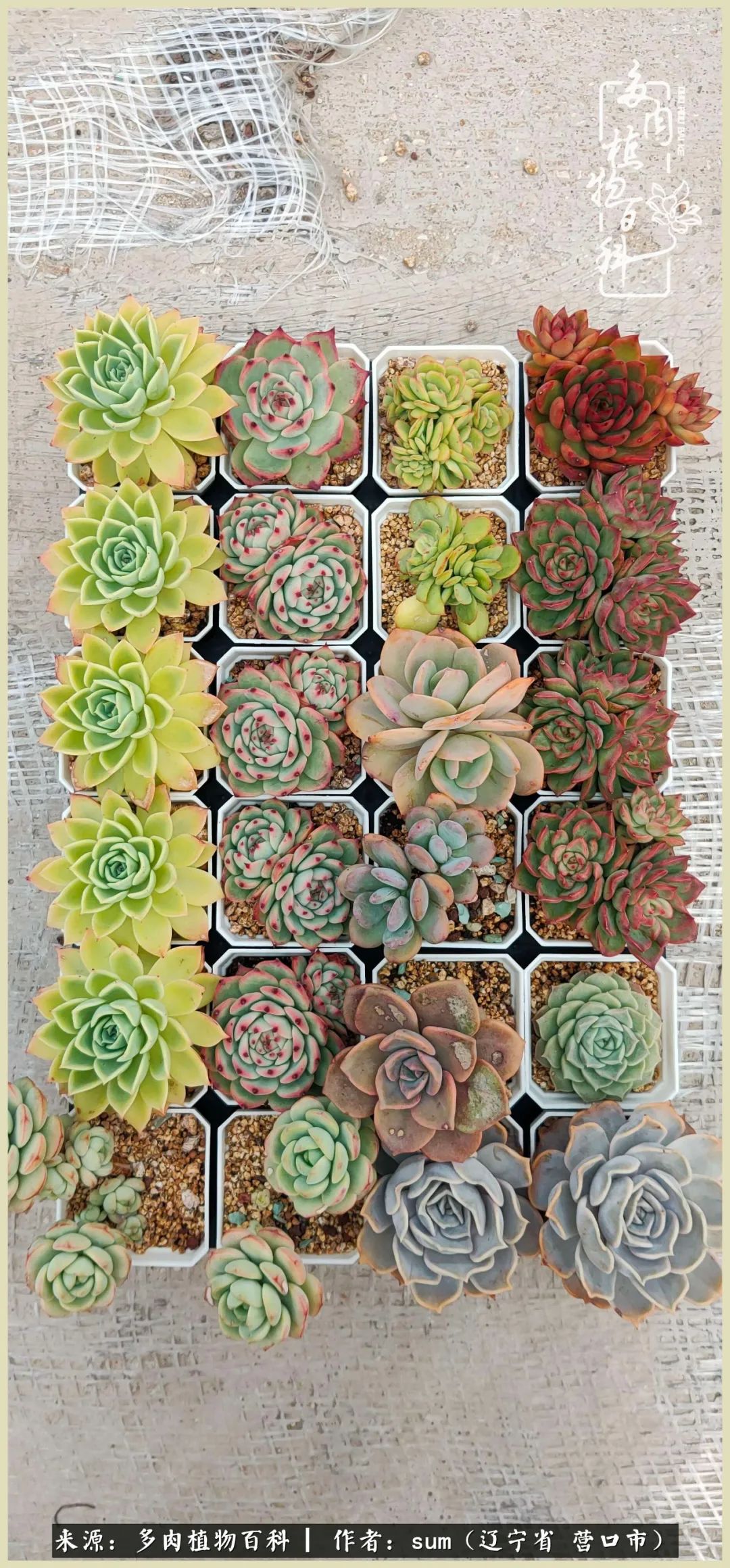 养多肉是一个很治愈的过程,养多肉是一种爱